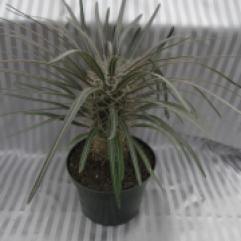 6" Madagascar Palm