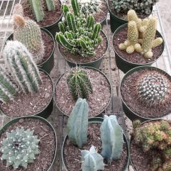 6in Cactus