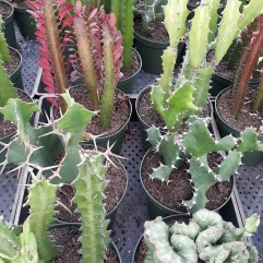 6in Euphorbia