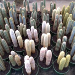 8in Cactus