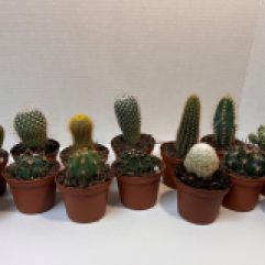 3" Cactus Asst