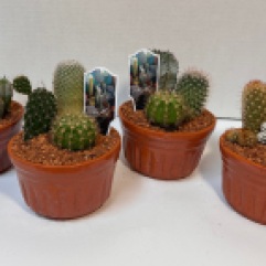 4" Cactus Garden
