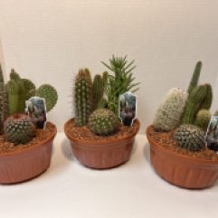 6" Cactus Garden